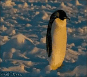 Penguin club penguins GIF on GIFER - by Cordarius