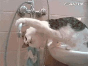 reach,clever,funny,cat,animals,water,drinking,tap,adjusting,balance