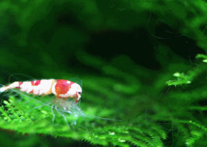 red,speed,crystal,shrimp,molting