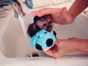 beautiful,sweets,monkey,sweet,natural,nature,beauty,animals,love,cute,baby,life,water,animal,babe,kid,pet,pets,shower