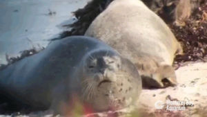 seal,sleep,sleepy,yawn,nap,monterey bay aquarium,zzz,naptime,harbor seal