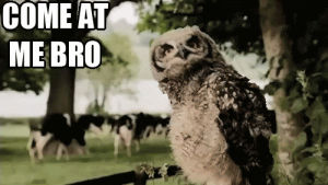 come at me bro,fight,owl