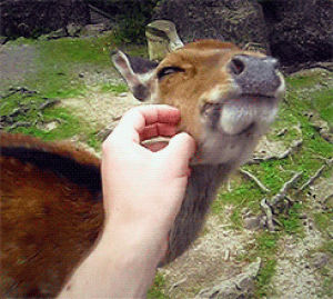 oh yeah,animals,hand,deer,scratching