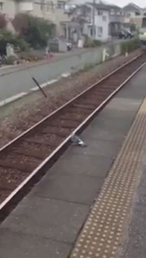 bird,train