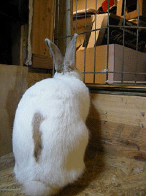 rabbit,bunny,cute animal,copper,cute bunny,cute rabbit,georgia house rabbit society,ghrs,house rabbit society