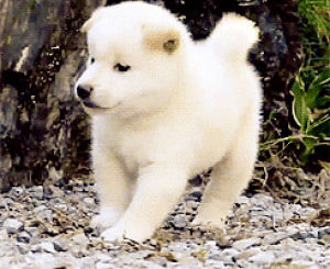 white,animals,animal,cute,adorable,puppy,puppy dog,shiba