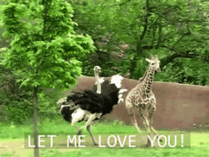 funny animals,giraffe,funny s,animals,lol s,ostrich