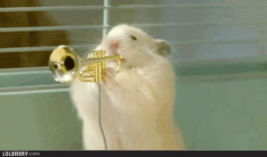 smooth jazz,music,instruments,hamsters