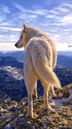 wolf,mountain,cool,top
