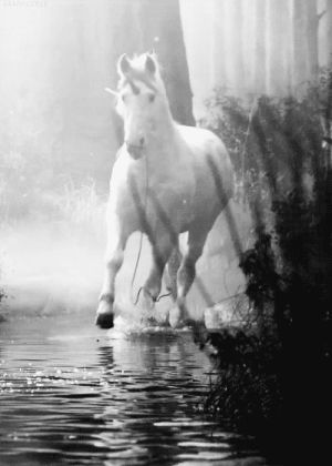 unicorn,magic,nature,black and white,water,horse