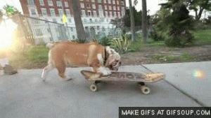 bulldog,skateboarding animal