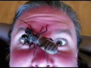 face,insect,nope,horrifying,bug
