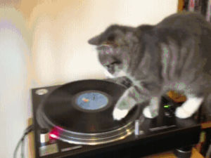 vinyl,cat