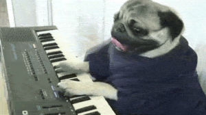 pug,pugs,piano,music,funny,dog,animals
