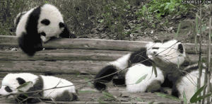 panda,cute,animals,roll,star fox,best of week,do a barrel roll