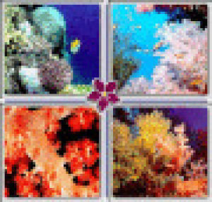 reef,coral,picture,star