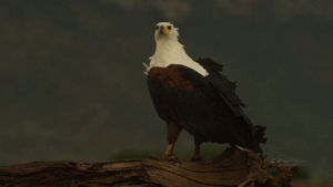 cinemagraph,fish,eagle,african