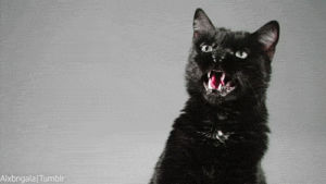 cat,panther,animals,angry,hissing