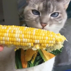 kitty,corn