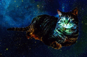 cats in space,cat flashing,uaz,cat,animals,space,animal,cat in space