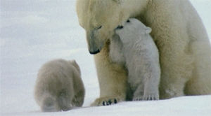 polar bear,cub,bear,polar,naturegifs