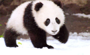 panda,panda bear,baby panda,animals,baby,animal,walking,bear,bored,giant panda,xiao liwu
