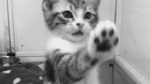 kitties,cat,black and white,adorable,kittens,aw,paw