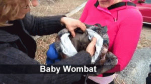 wombat,baby,bag