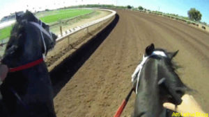 horse,horse racing,win,horses,racing,thoroughbred,race,winning,racehorse