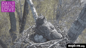 daily dose of love,love,nature,animal,owl,organic,chick,explore,pure,nest,baby animal,live cam,exploreorg,dailydoseoflove,nature livecam,animal livecam,animal live cam,great horned owl