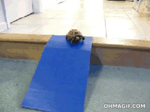turtle,funny,animals,win,deal with it,slide,tortoise,ramp