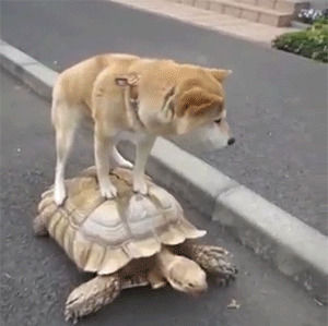 animal friendship,dog,ride,turtle,riding