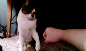 fist bump,cat,animals,sushis,bump it,leraphes cat gave me a fist bump
