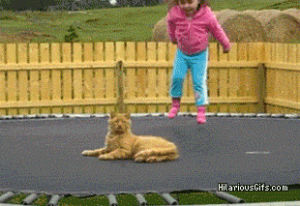 small,trampoline,cat,girl