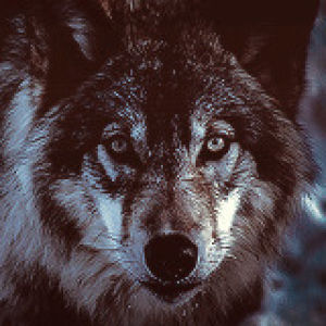 wolf,animals,snow,hunting