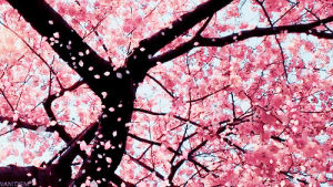 cherry blossom,cherry blossoms,tree,anime,nature,sf,asd,fjadf,aldskfjasfsda,asdjf,asdfja