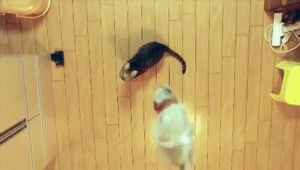 cat,animals,jump,attack,slow motion