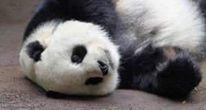 cute animal,panda,cute panda,funny,panda bear,funny panda