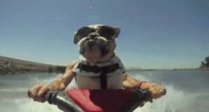 dogs,4th of july,jetski,party hard,barkpost,swag,the village voice