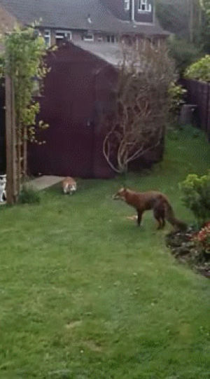 cat,funny,animals,foxes