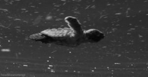 swim,swimming,turtle,black and white,adorable,baby turtle