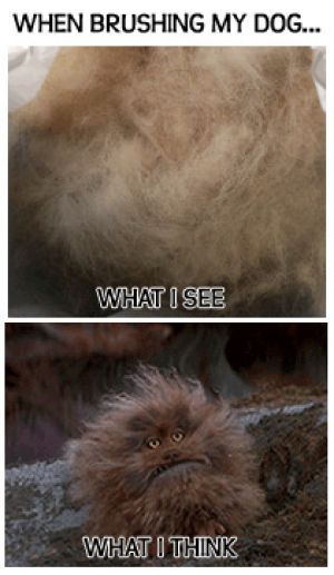 scary,dark crystal,dog,pets,fur,fizzgig,what i think,when brushing my dog,pet grooming,what i see