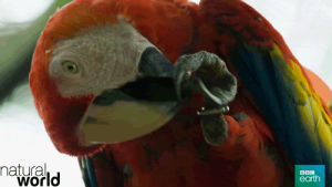 macaw,parrot,clean,chew,bbc earth,natural world,primp,jungle hospital