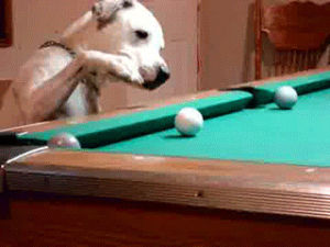 funny,dog,pool