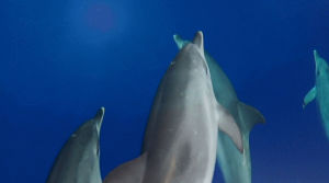 dolphins,oceans
