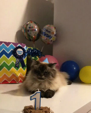 birthday,cat,celebrates