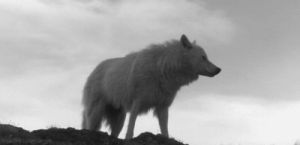 wolf,landscape,winter,black and white,nature,animal,snow,howl