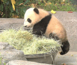 fall,panda,zoo,hay