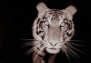 photography,animal,tiger