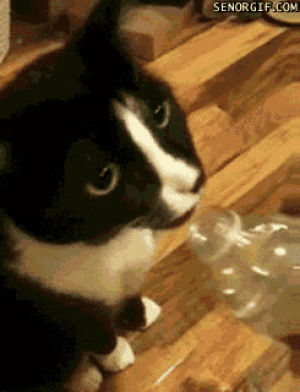 cat,cute,animals,water,drinking,bottle,water bottle